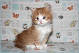 Male Siberian Kitten from Deedlebug Siberians 